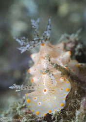 Nudibranch. Unknown. Lembeh straits. D200, 105mm. by Derek Haslam 